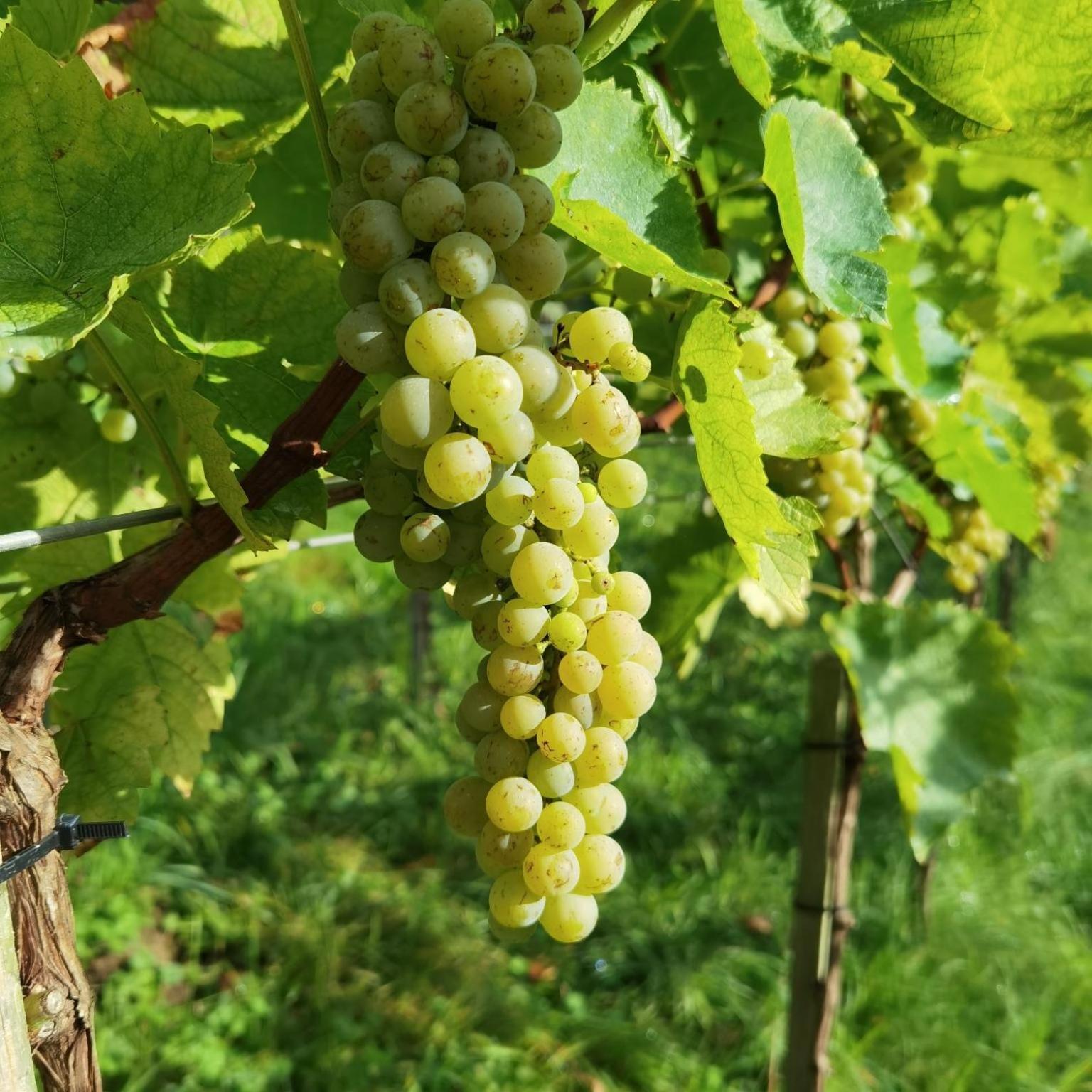 Privatzimmer Am Weinbrunnen Vorchdorf Buitenkant foto