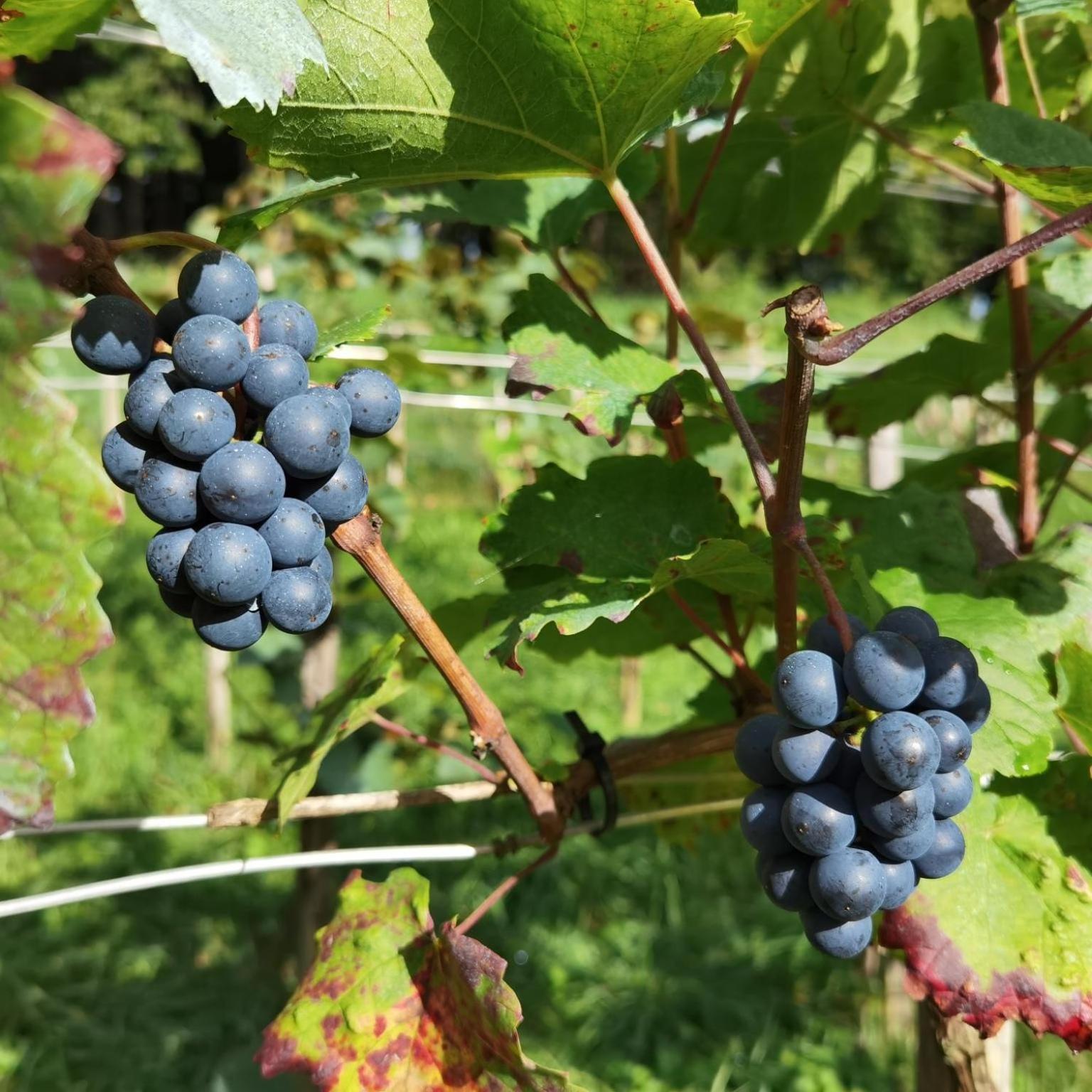 Privatzimmer Am Weinbrunnen Vorchdorf Buitenkant foto